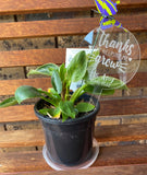 Helping me grow plant stake