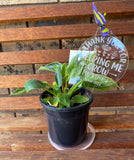 Helping me grow plant stake